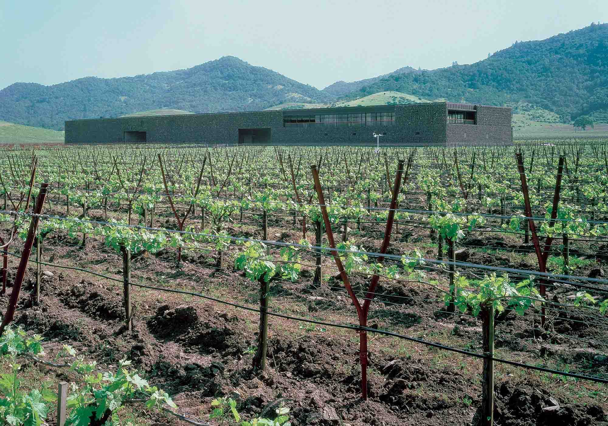 Dominus Winery design by Herzog & de Meuron #architecture